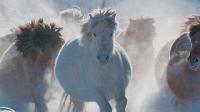 Click to watch 'A Horses Tale' (popup) A World Of Calm